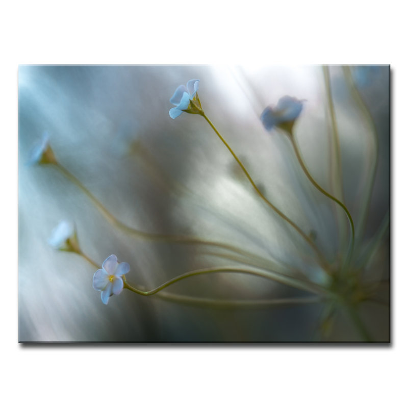 Jasmine - Impression sur toile, H 12 po x l 16 po x P 1,5 po