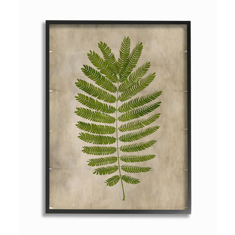 « plante parchemin green », impression, H 24 po x l 30 po, Giclée encadrée noir minuit