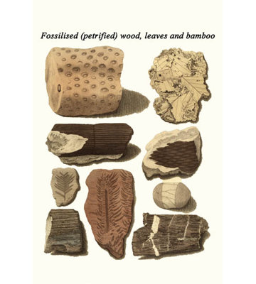 Feuilles de bois fossilisées et bambou-impression