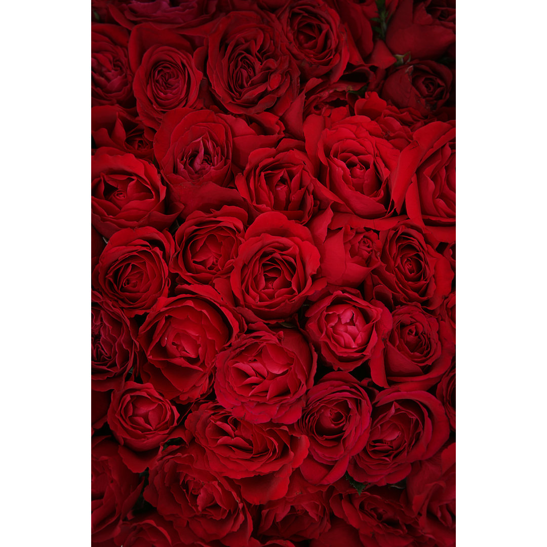 Deep Roses von Hidesy - Kunstdrucke auf Leinwand ohne Rahmen