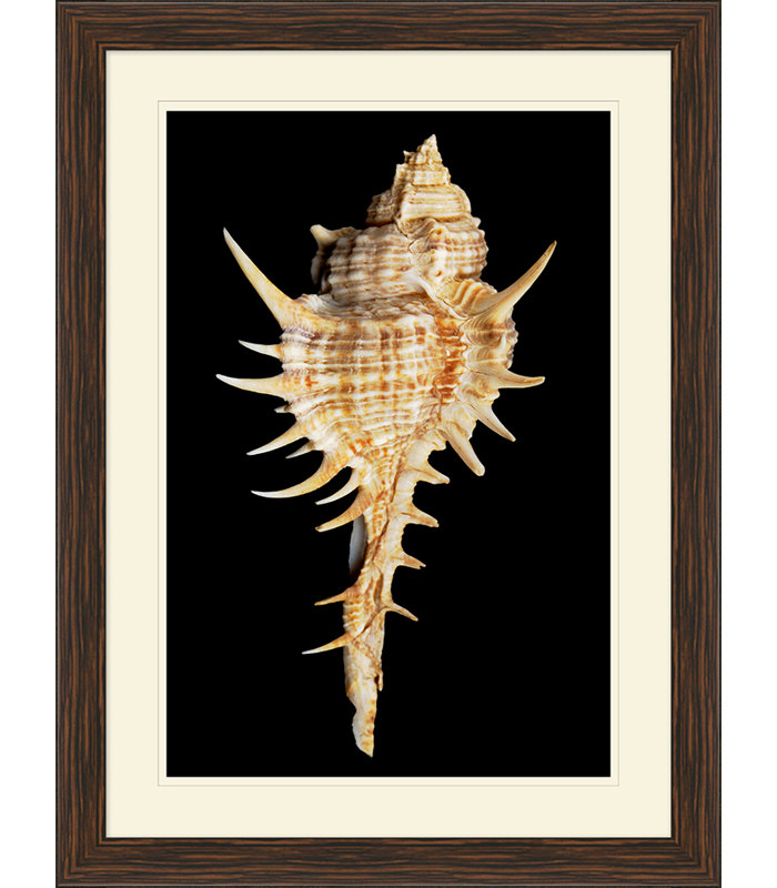 Large Shell 4 Print