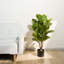 Artificial Fiddle Leaf Fig Tree With Realistic Leaves And Natural Trunk, Potted Tree 3Ft/5Ft/6Ft/7.2Ft-1456470998