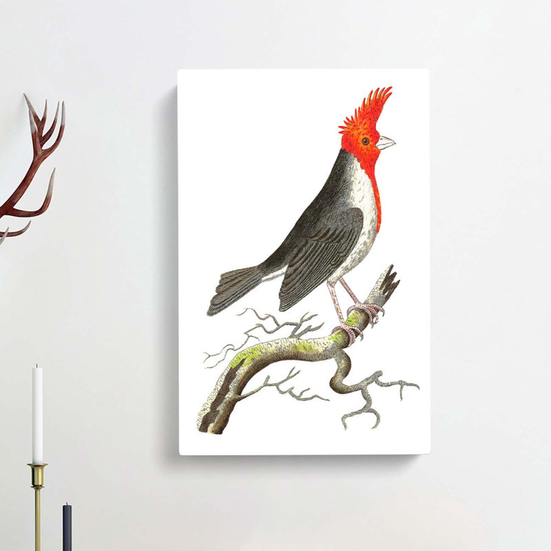 Crested Cardinal Bird by George Shaw - Wrapped Canvas, 50cm H x 35cm W x 3cm D
