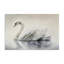 Elegant Floating Swan Canvas, design by Sasha