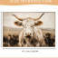 Vache blanche Highland White