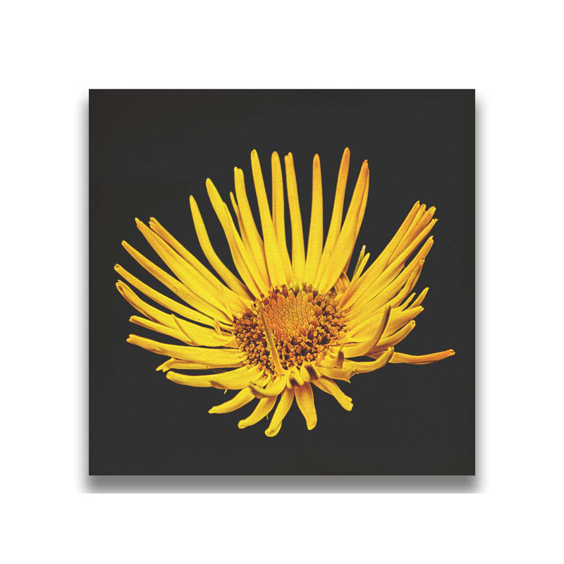 Like the Sun par Hal Halli. Toile giclée sur toile tendue avec cadre flottant, H 30 po x l 30 po, Toile tendue