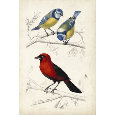 D'Orbigny Birds III by M. Charles D'Orbigny - Painting on Canvas