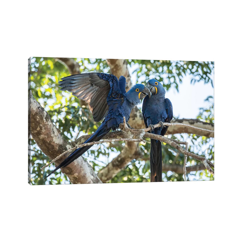 Pantanal, Mato Grosso, Brazil. Mated Pair of Hyacinth Macaws Showing Affection 1 Piece Wrapped Canvas Wall Art