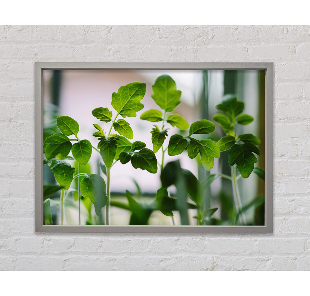 Baby Foliage Growing - Single Picture Frame Kunstdrucke auf Leinwand