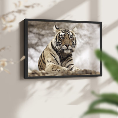 Royal Bengal Tiger -Framed Print - Restickable