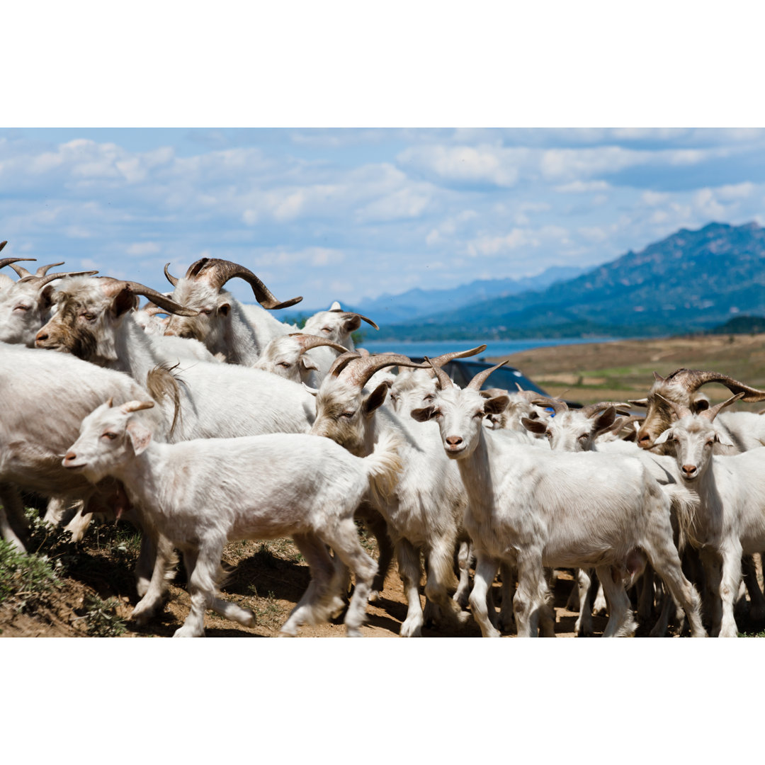 Flock Of Goat von Loonger - Kunstdrucke auf Leinwand ohne Rahmen