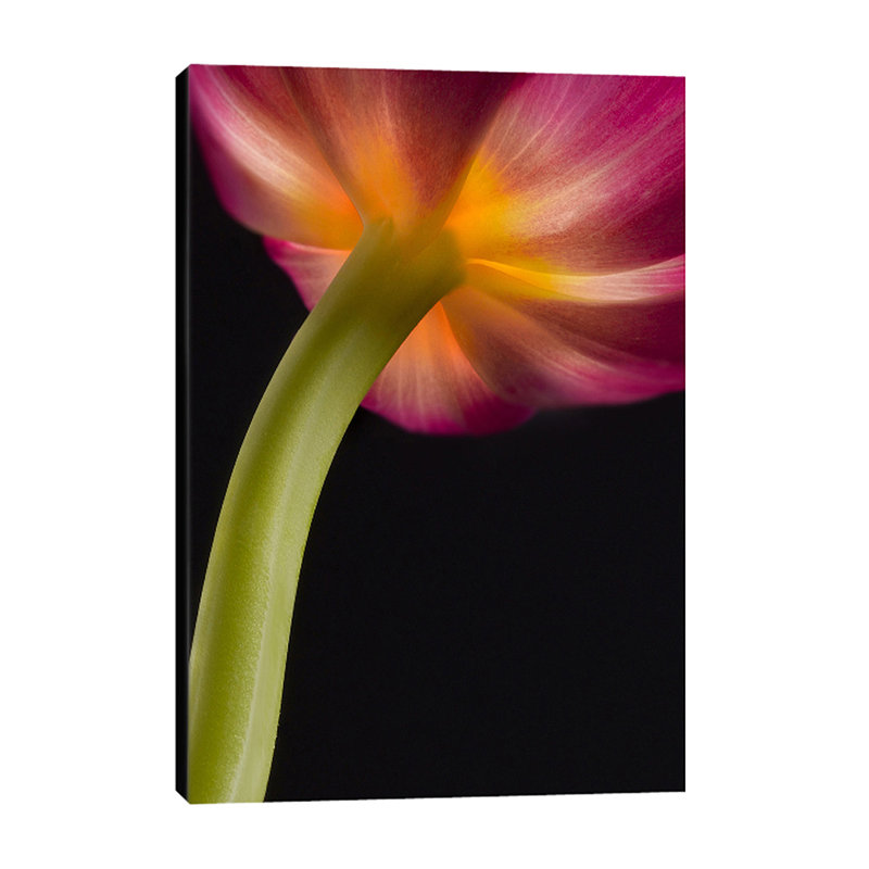 Glowing Tulip 1 Piece Wrapped Canvas Wall Art, 91cm H x 61cm W x 4cm D