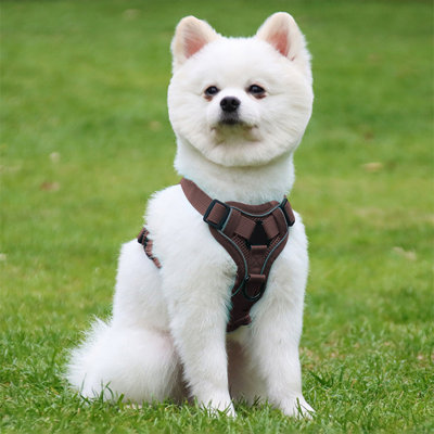 Harnais pour chien sans laisse réfléchissant et respirant pour chats