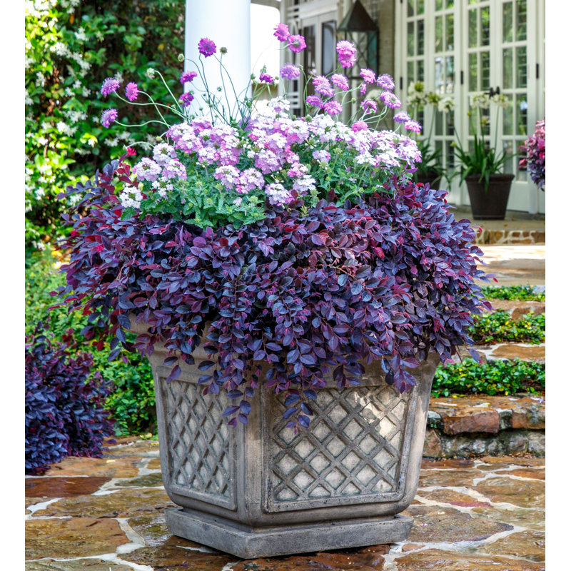 2.5 Quart Purple Daydream Loropetalum with Pink Blooms
