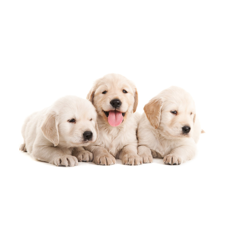 Golden Retriever - Wrapped Canvas Print, 81cm H x 122cm W x 3.8cm D