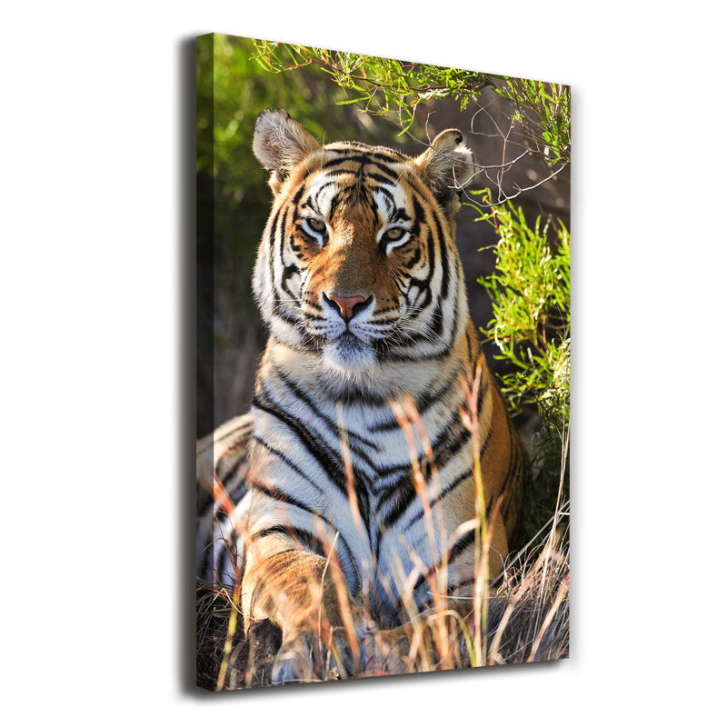 Tiger - Wrapped Canvas Print