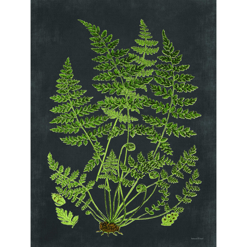 Fern Study - Impression sur toile tendue, H 16 po x l 12 po