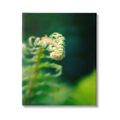 Fougère, feuilles, photographie naturelle, toile flottante, art par Savanah Plank