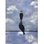 Man On A Bird On A Wire Print by Tom Blood-65849544-65825340