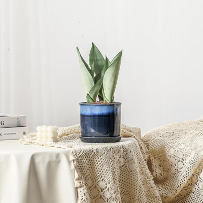 Pot à fleurs 6 po en céramique bleu dégradé avec drainage et plateau
