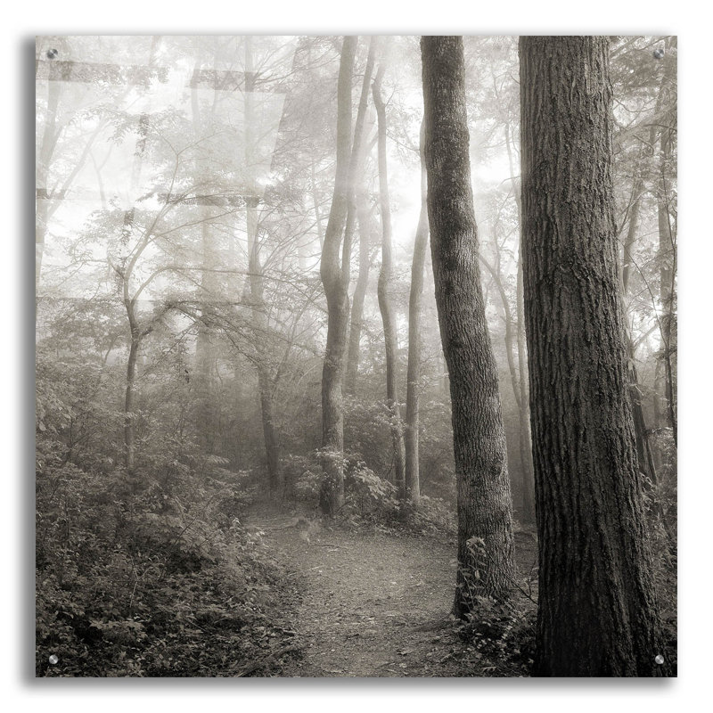 «Woodland Path» par Nicholas Bell, photographie, H 36 po x l 36 po x P 0,2 po