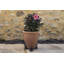 Daria Weather Resistant Planter Feet