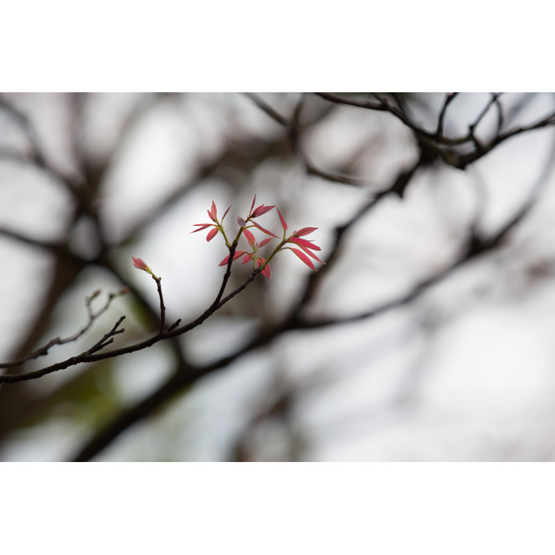 Lazare Twig Of A Tree - Wrapped Canvas Print, 30cm H x 46cm W x 3.8cm D