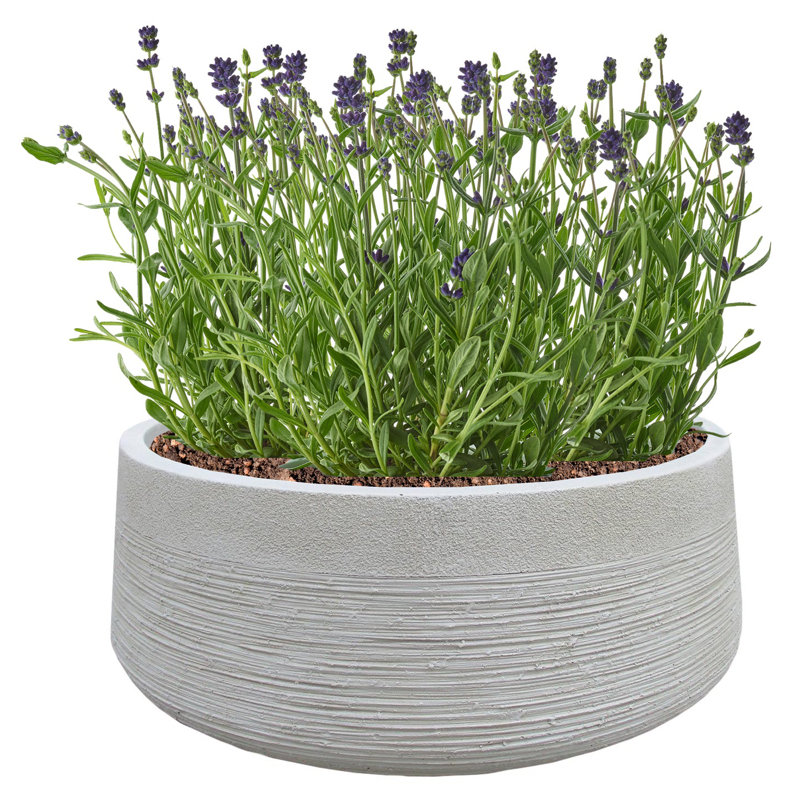Fibreglass Plant Pot, Beige, 18cm H x 44cm W x 44cm D