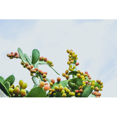 Sea Nature par Nosystem Images
