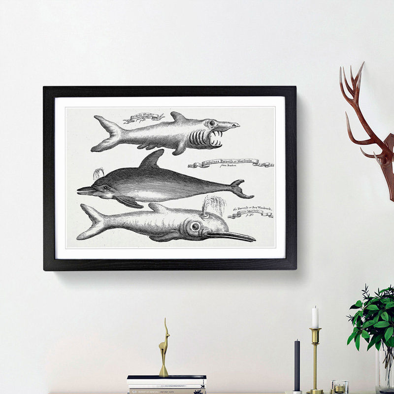 Shark and Dolphins by Thomas Astley - Picture Frame Drawing Print, Black Framed, 27cm H x 36cm W x 2cm D