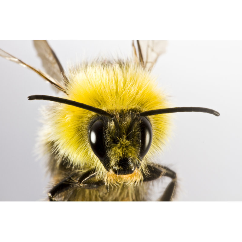Theisen Bumblebee by Gewoldi - Wrapped Canvas Print, 76cm H x 76cm W x 3.8cm D