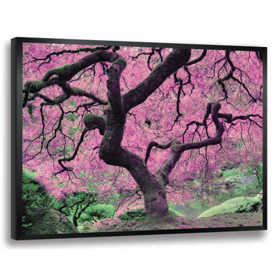 " Japanese Maple Tree "