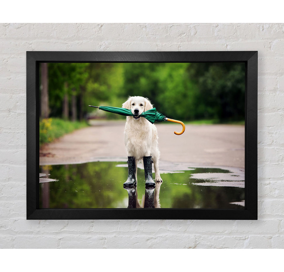 Gerahmtes Leinwandbild Hund bereit für einen Spaziergang im Regen