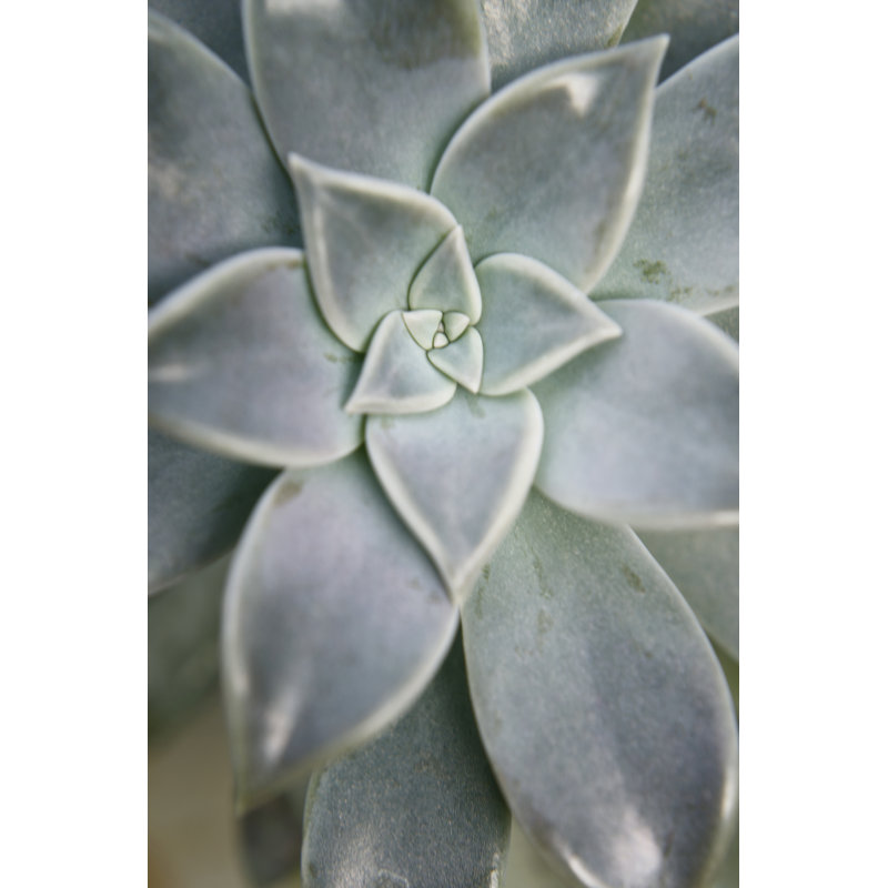 Hanging Garden Succulent I by Jason Johnson - Photograph Print, 46cm H x 30cm W, Wrapped Canvas