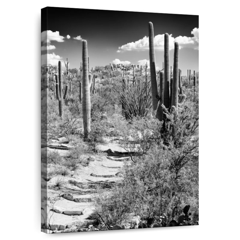 Alvord - Arizona noir - Chemin à travers les cactus, H 45 po x l 30 po