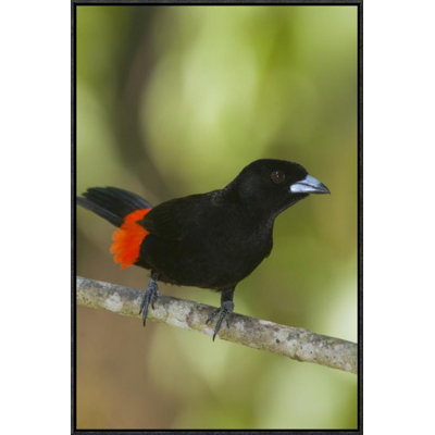 " Scarlet-Rumped Tanager Male, Costa Rica "