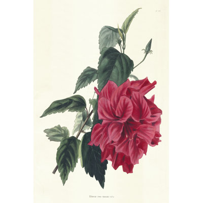 Rose Hibiscus I - Wrapped Canvas Print