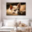 Chihuahua au repos Brampt-108735809