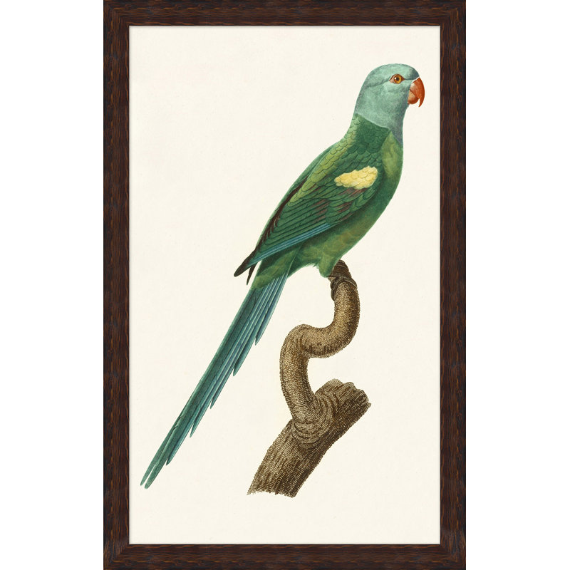 Perroquet perché 4 - Peinture sur papier avec cadre photo