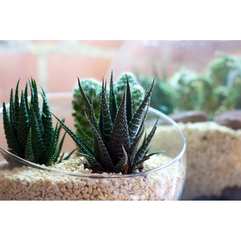Cacti In Terrarium With Brick Wall by Katyenka - Wrapped Canvas Print, 60.96cm H x 91.44cm W