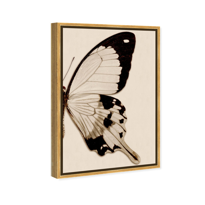 " Animals Sepia Butterfly II Insects ", Gold Framed Canvas, 30" H x 20" W x 1.5" D