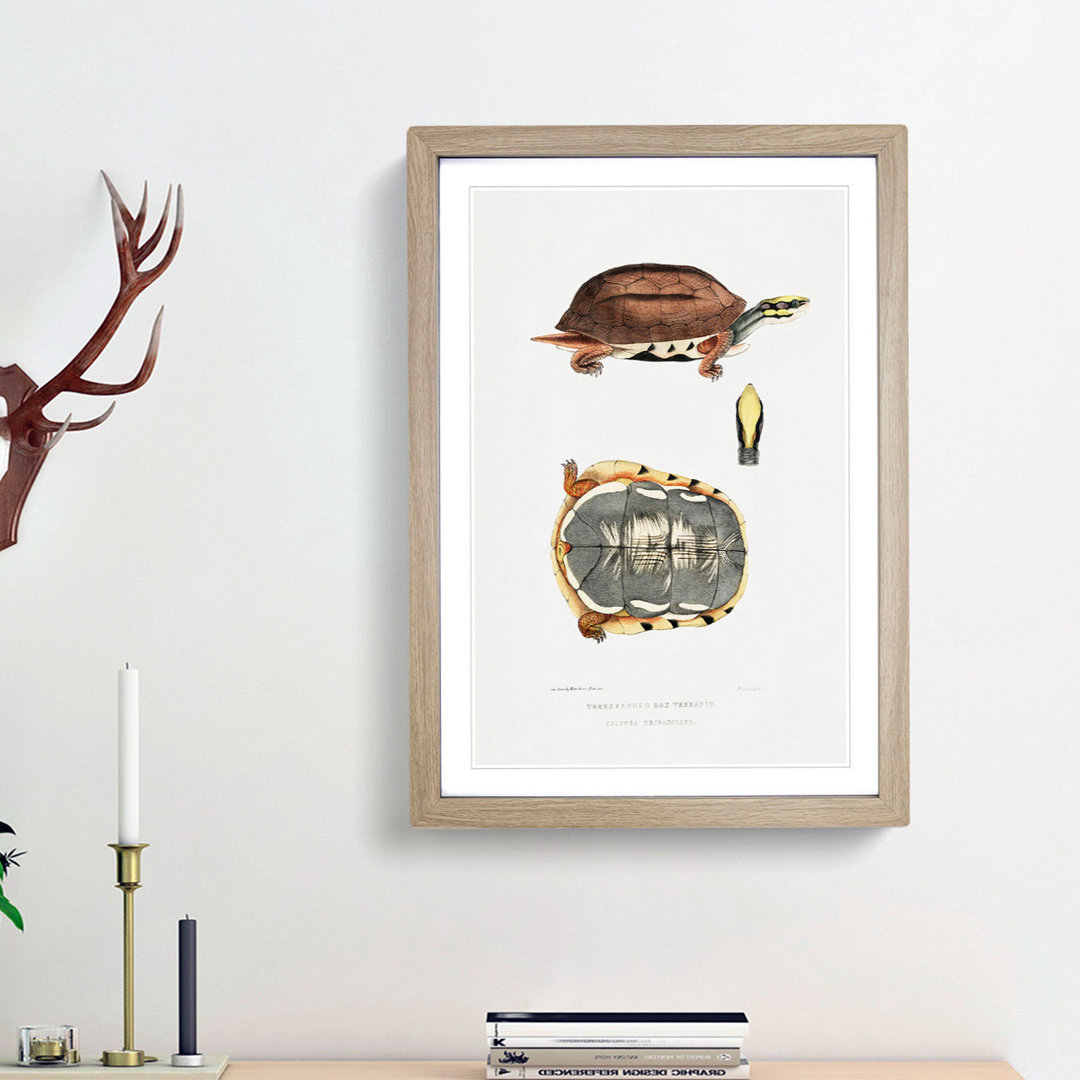 Three Banded Box Terrapin by John Edward Gray - Picture Frame Painting Print