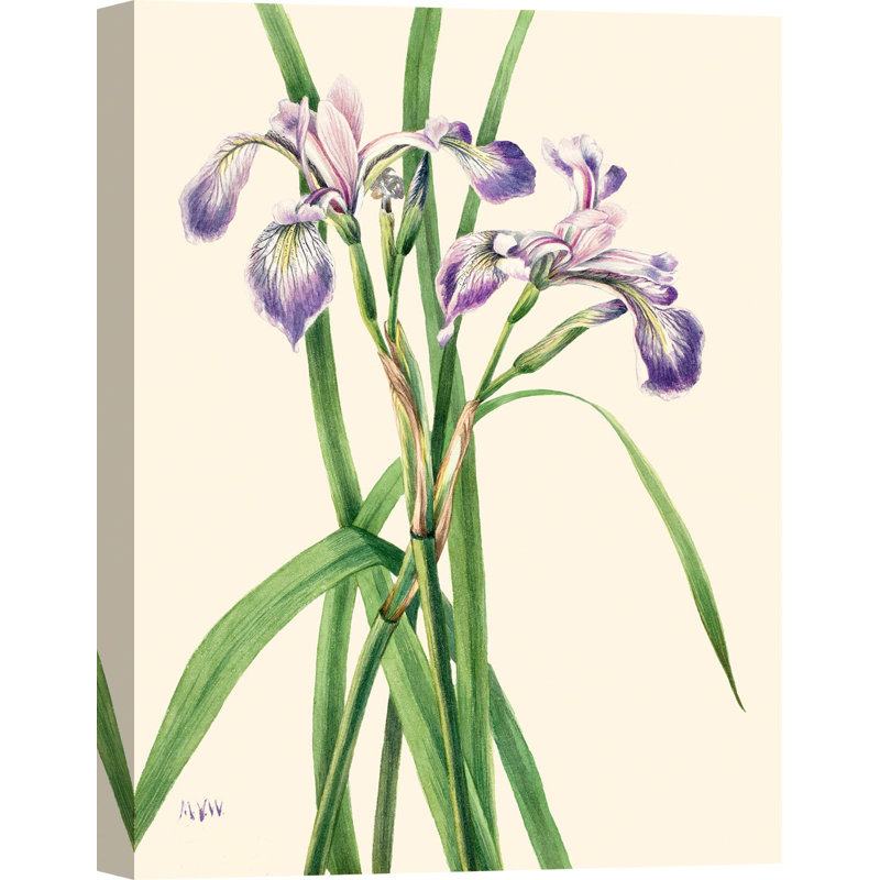Blueflag Iris, 1919 1 Piece Wrapped Canvas Painting, 70cm H x 50cm W x 4cm D