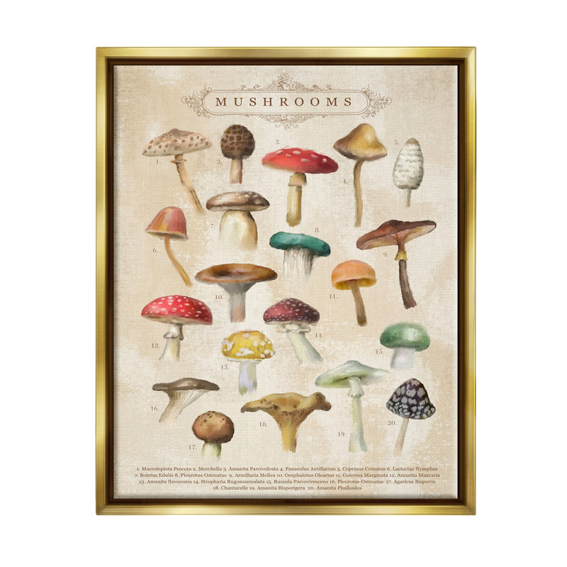 «Vintage Mushroom Nature Study» par Amylee Week, impression, H 21 po x l 17 po x P 1,7 po, Cadre flottant métallique doré