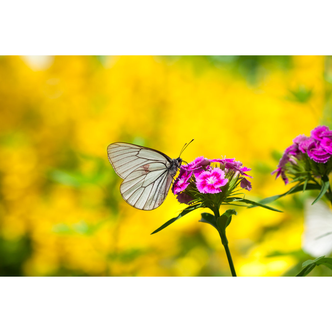 Schmetterling sitzt auf Blumen - Druck