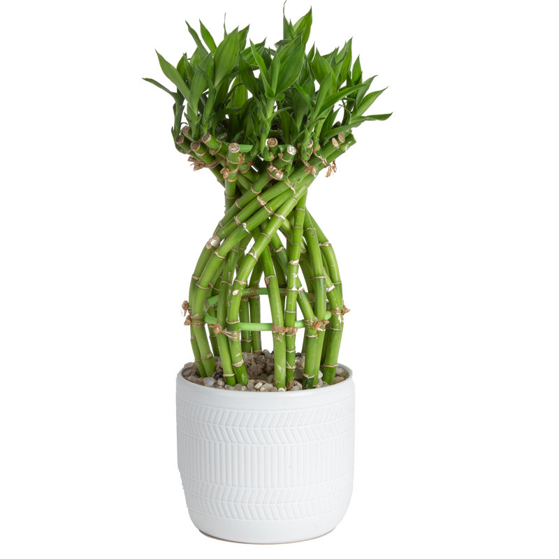 Costa Farms Indoor Lucky Bamboo House Plant in 6-inch Décor Pot