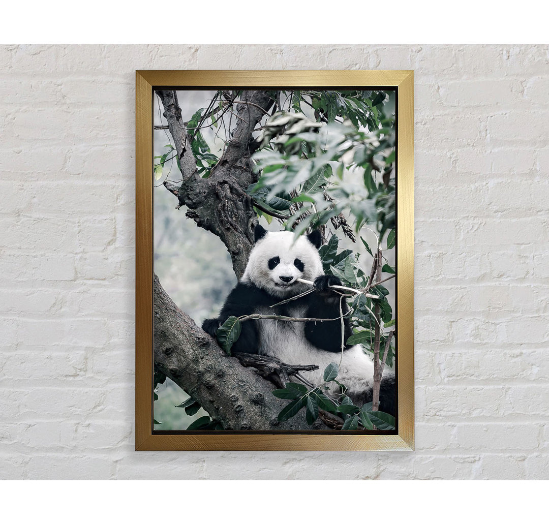 Panda Tree Lover - Druck