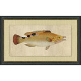 Fish Study 2 Painting