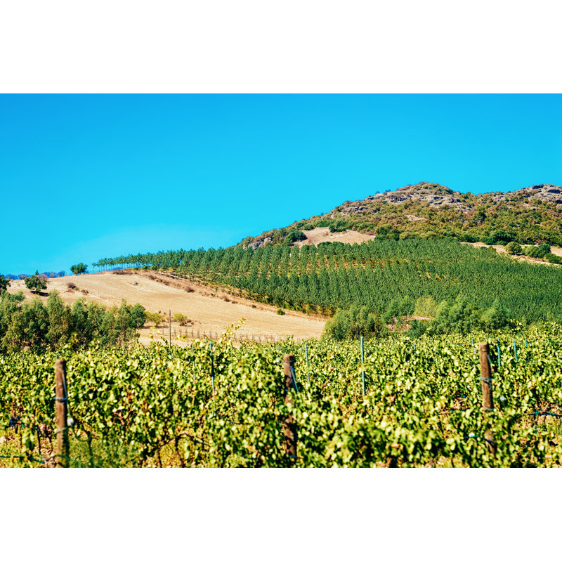 Talladega Vineyards In Perdaxious - Wrapped Canvas Print, 30cm H x 46cm W 3.8cm D