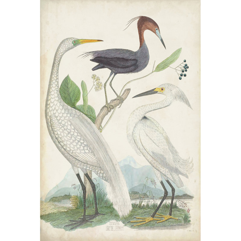 Antique Heron & Waterbirds III - Painting, 76cm H x 51cm W, Wrapped Canvas